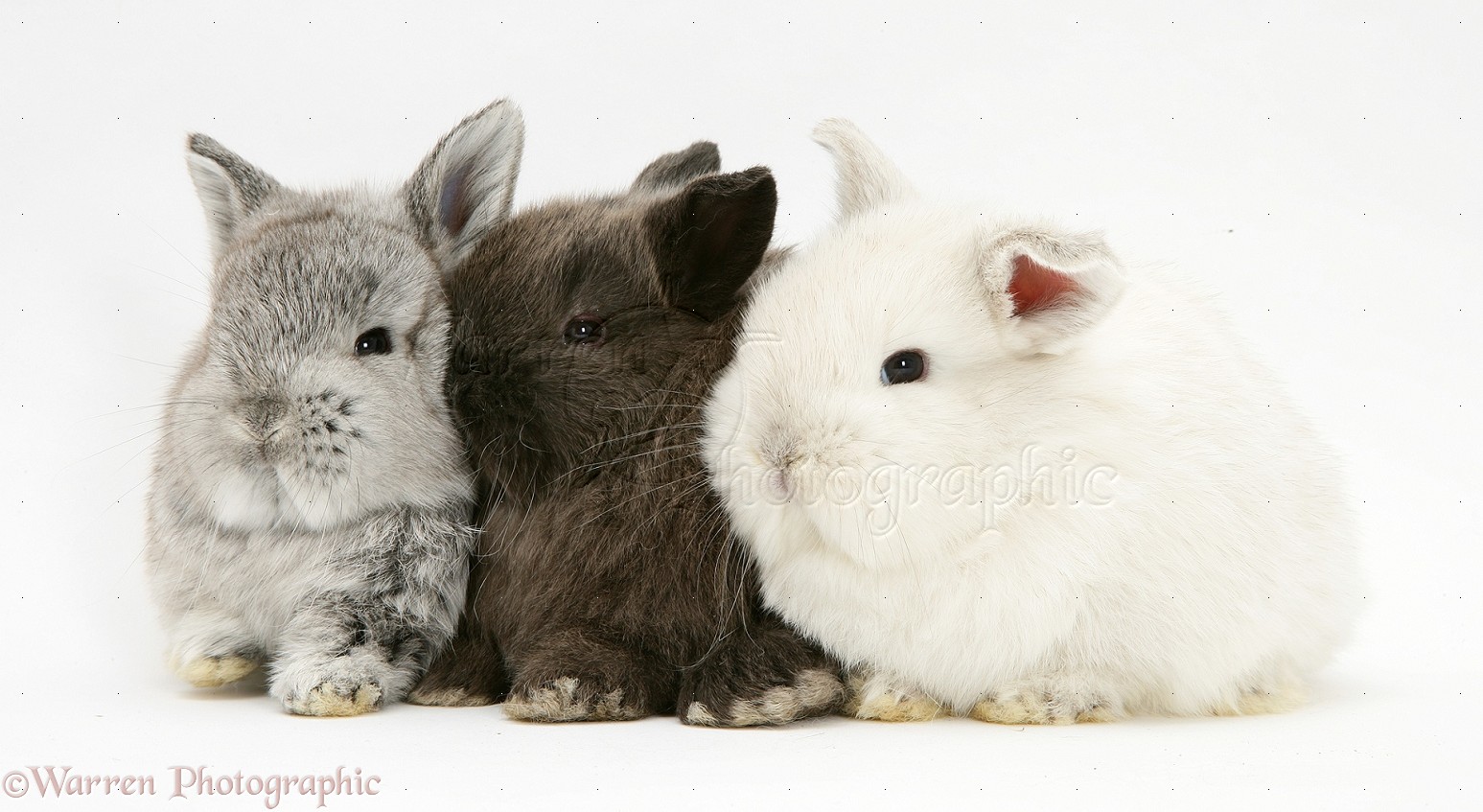 Horse Of Course And Rabbits Too Cute pictures of baby rabbits