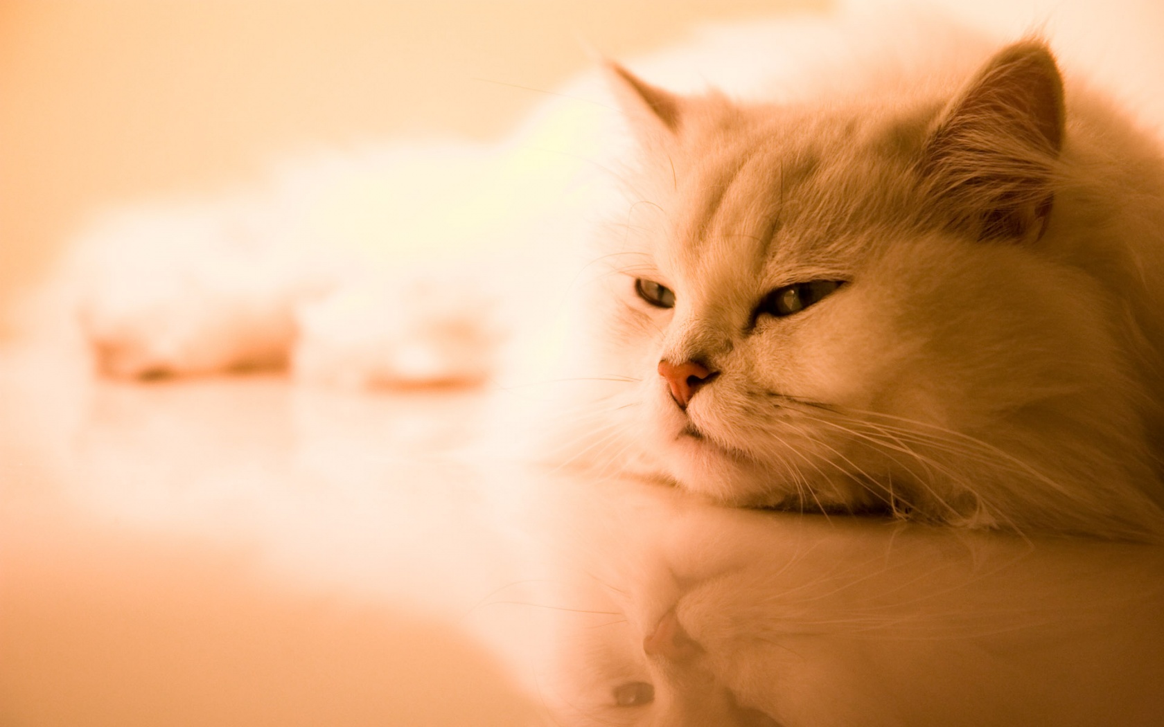 Cute Cat Wallpaper Desktop And Stock Photos