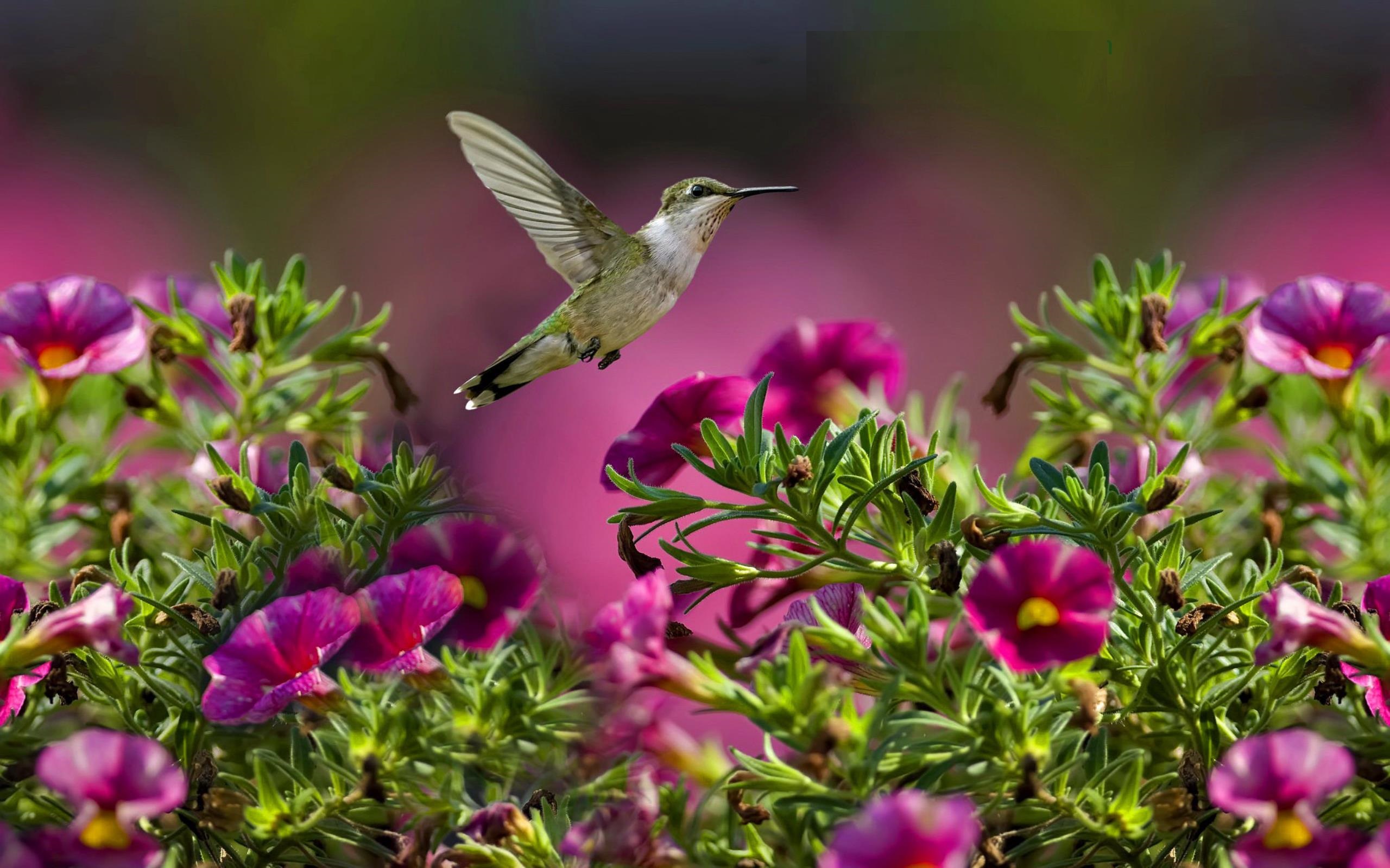 Lovely HD Hummingbird Wallpaper HDwallsource