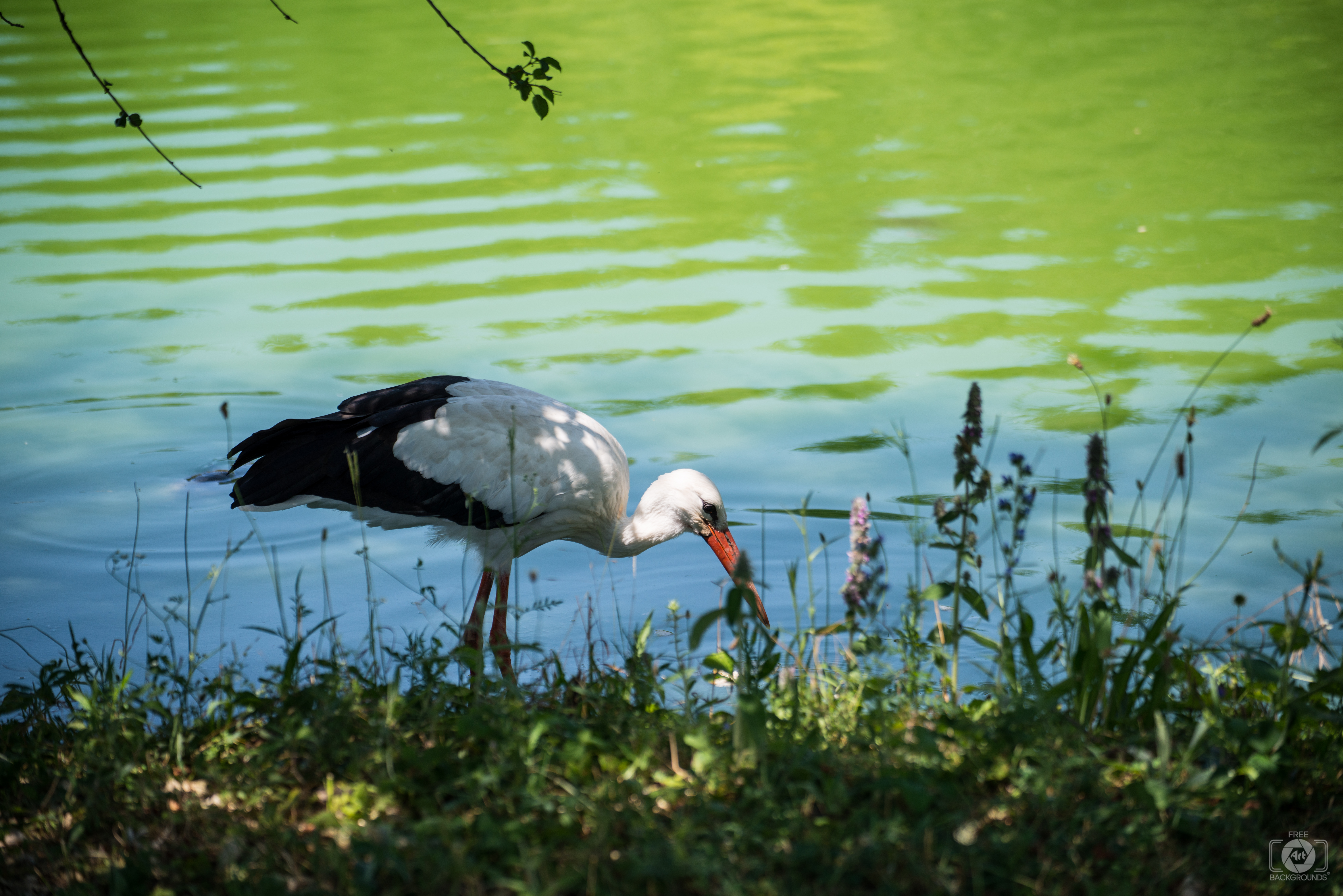 Lake And Stork Background High Quality Background