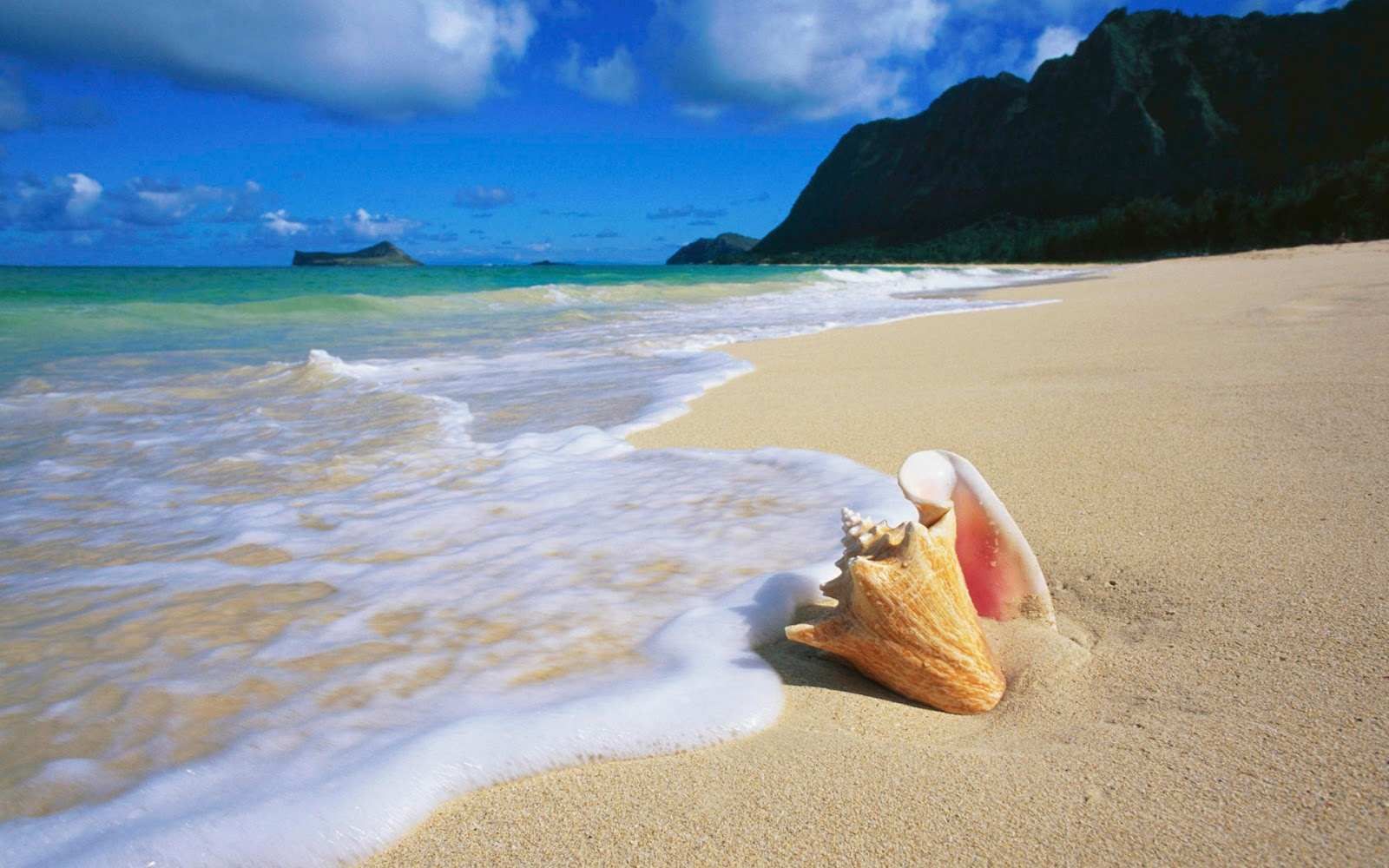 Conch Shell At Sea Wallpaper