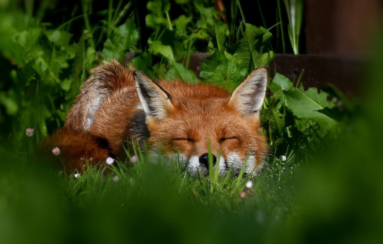 Wallpaper Grass Face Sleep Fox Red Sleeping Image For