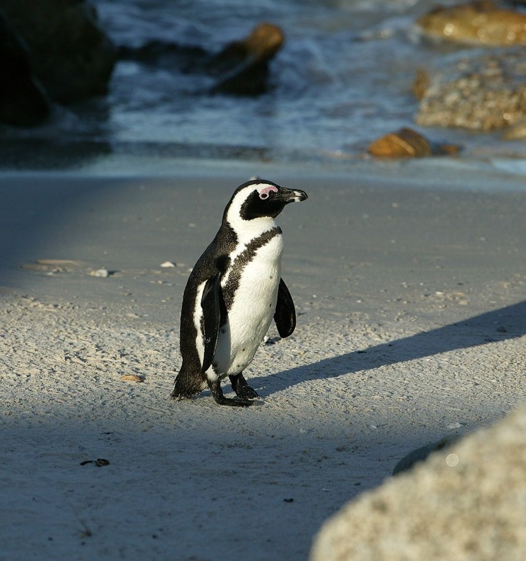 African Penguin Wallpaper Hd