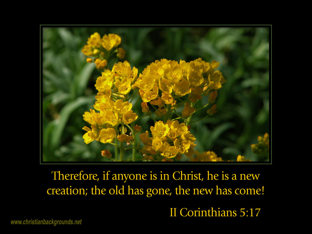 Beautiful Buttercups In Spring With The Verse About Being A New
