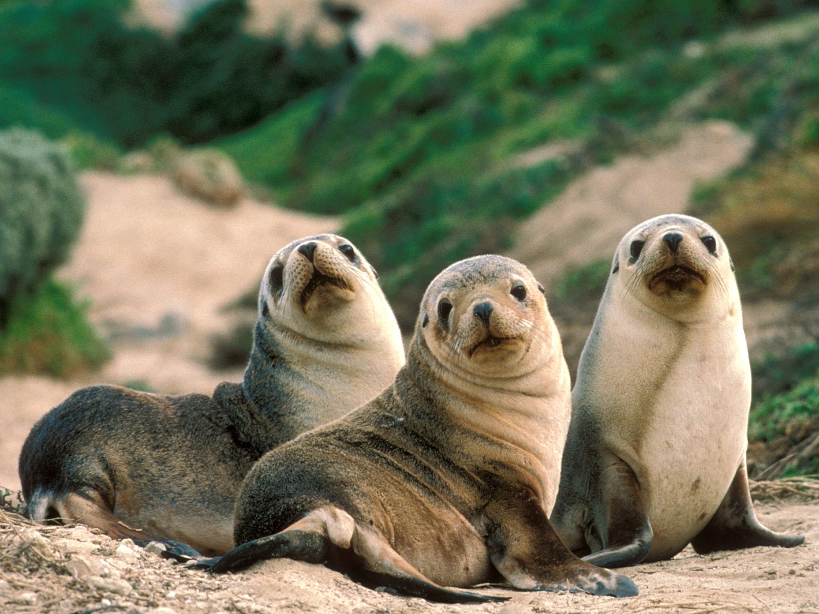 Animal Rights Wallpaper