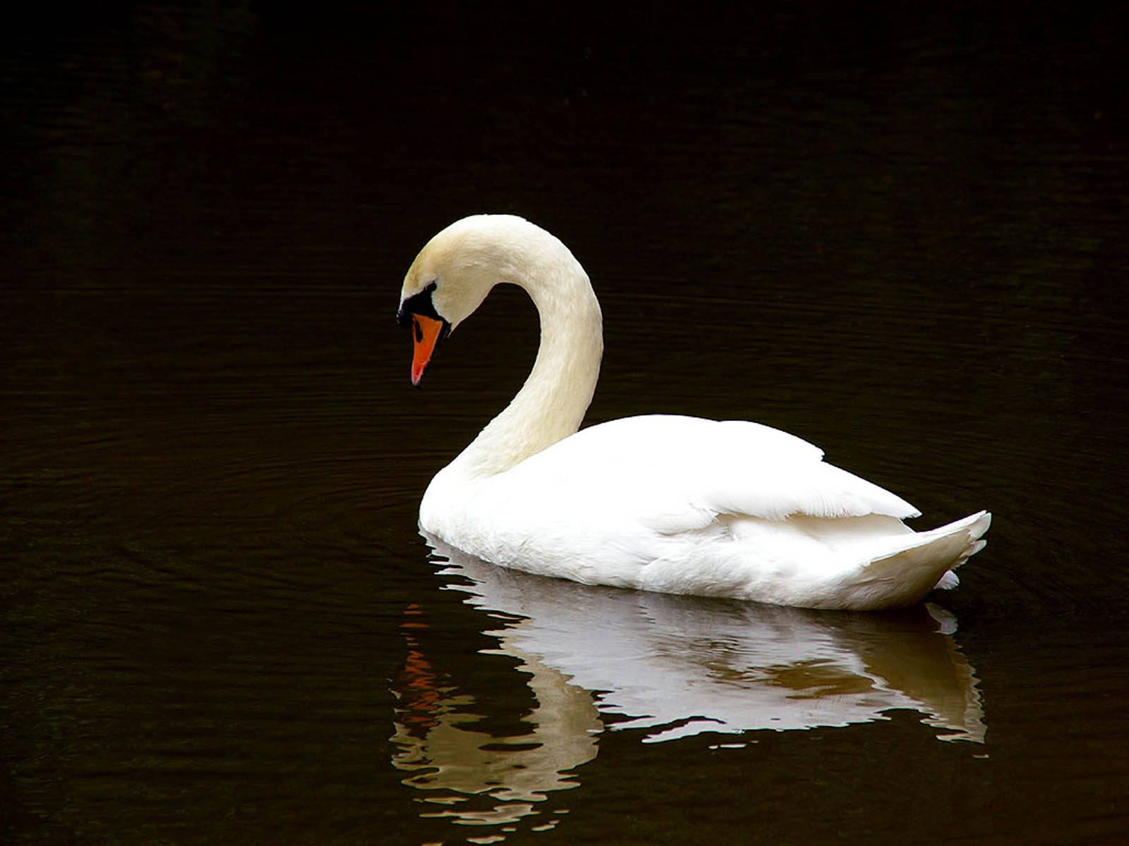 Wallpaper Swan