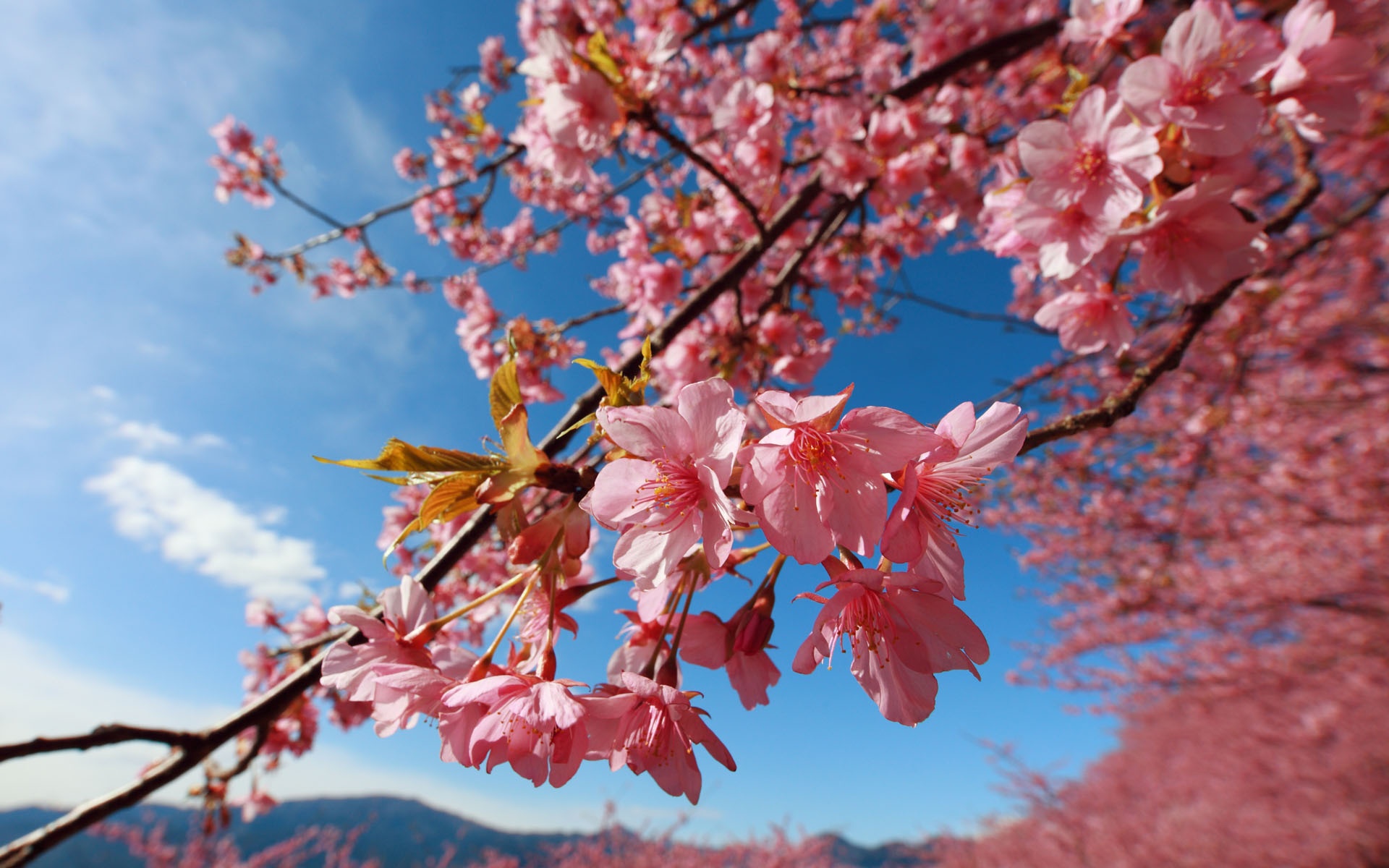 Cherry Blossoms Wallpaper Blossom