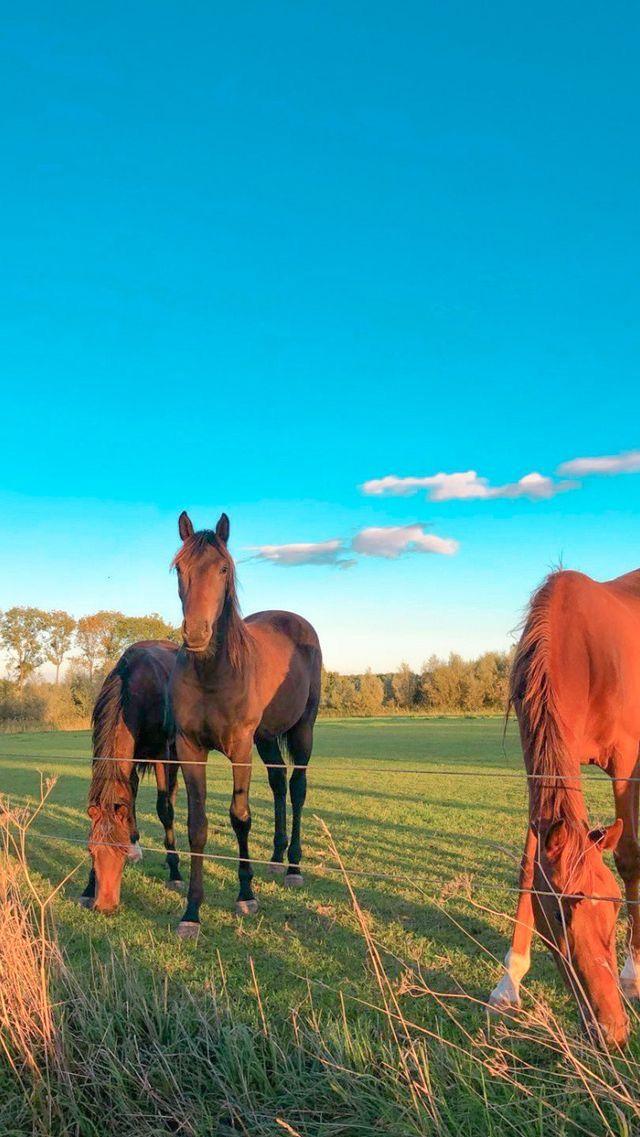 Free download Pin on Horses 640x1138 for your Desktop Mobile  Tablet   Explore 35 Aesthetic Horse Wallpapers  Horse Wallpapers Horse  Background Cool Horse Backgrounds