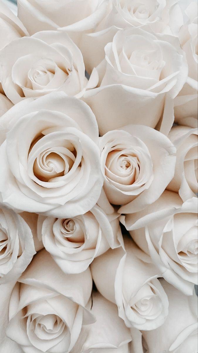 Cute Aesthetic Roses iPhone Wallpaper