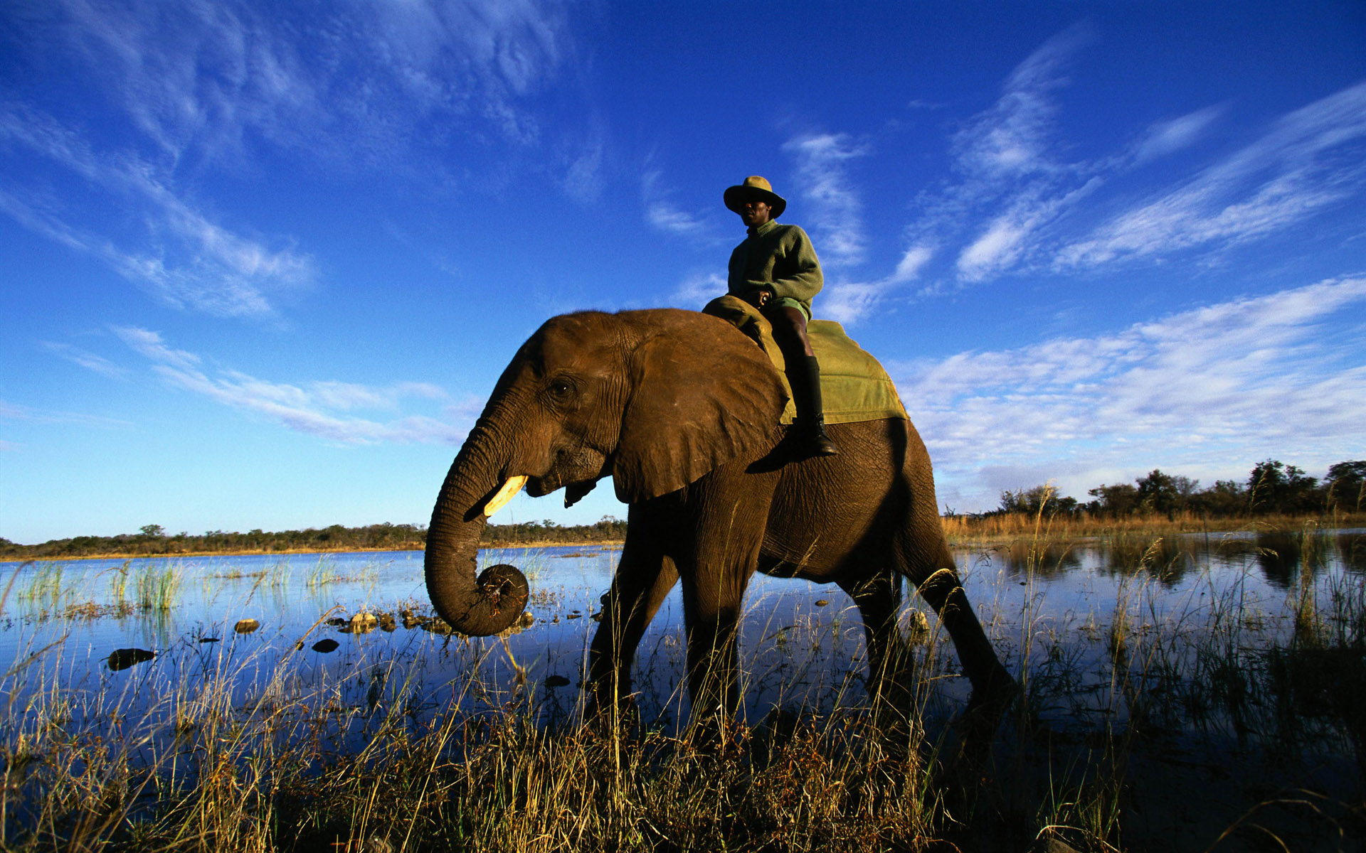 African Elephant Wallpaper And Image Pictures Photos