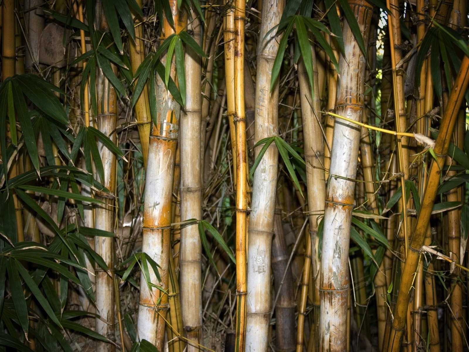 Bamboo Wallpaper Collection Forest