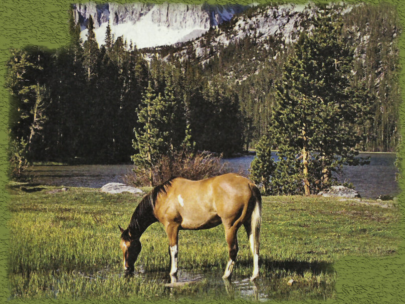 Buckskin Paint Horse Wallpaper