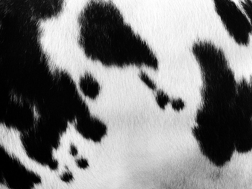 Cow Spot Wallpaper Spots On A Hide