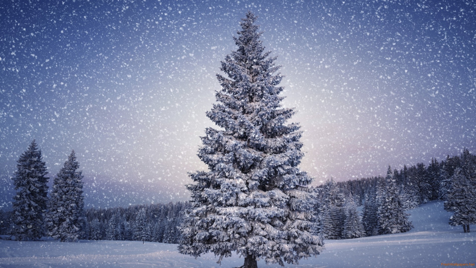 Snowy Christmas Tree Wallpaper Freshwallpaper
