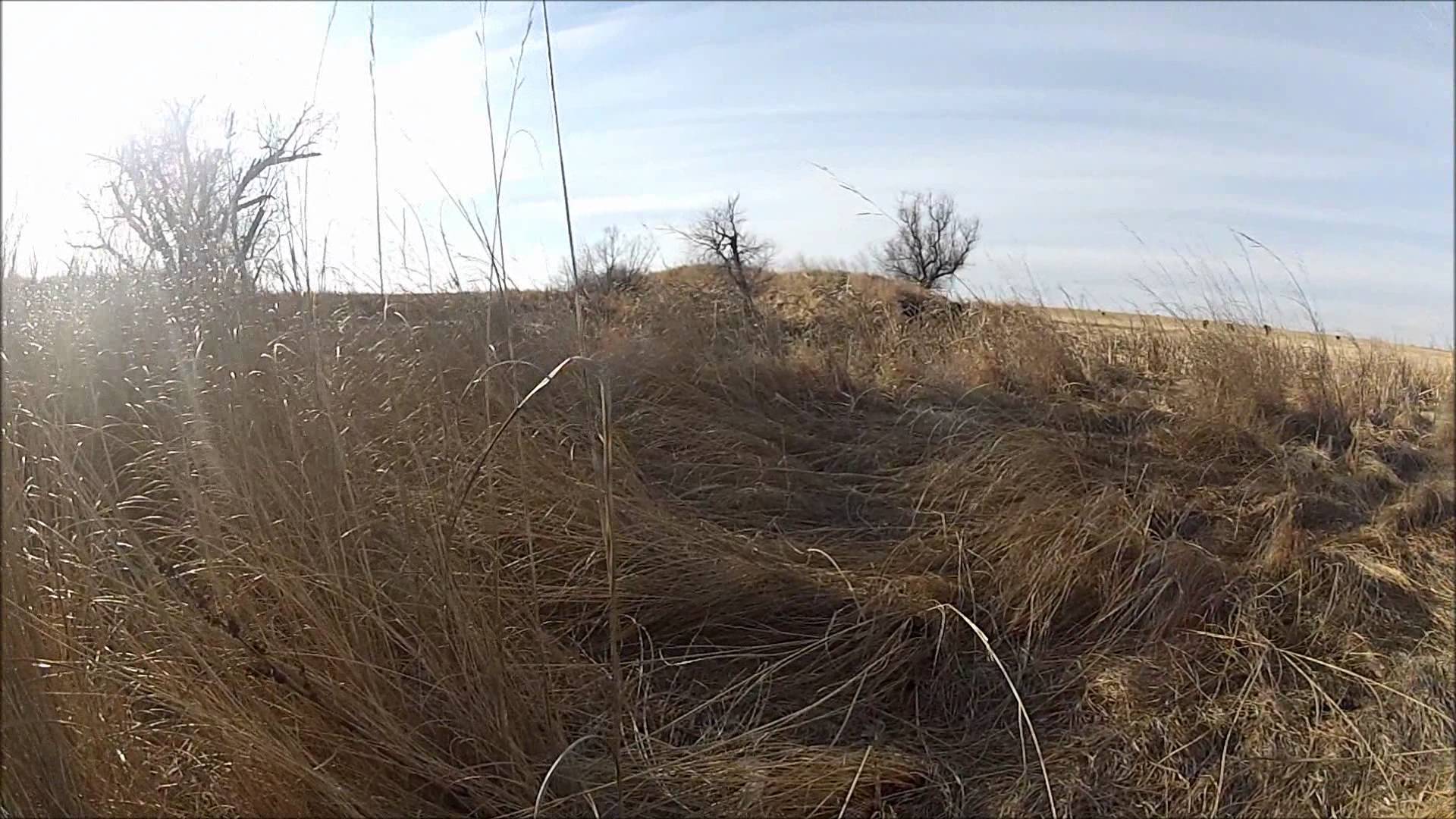 Related Pictures Pheasant Hunting In Amarillo Bird Texas