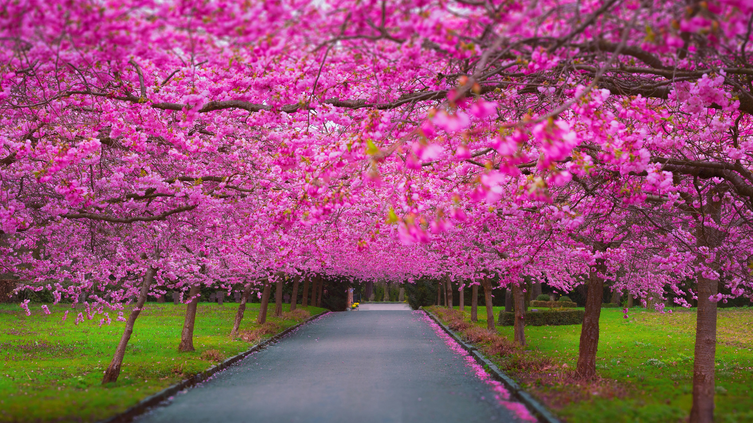 Cherry Blossom Park 1440p Resolution HD 4k Wallpaper Image