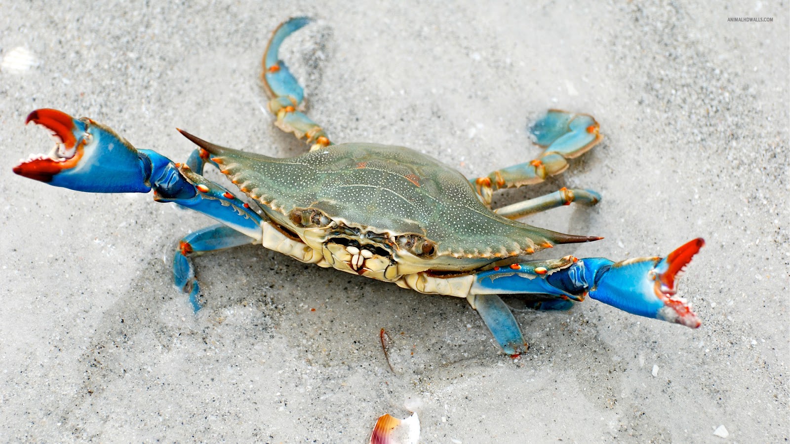 Crabs HD Wallpaper Sea Crab Blue