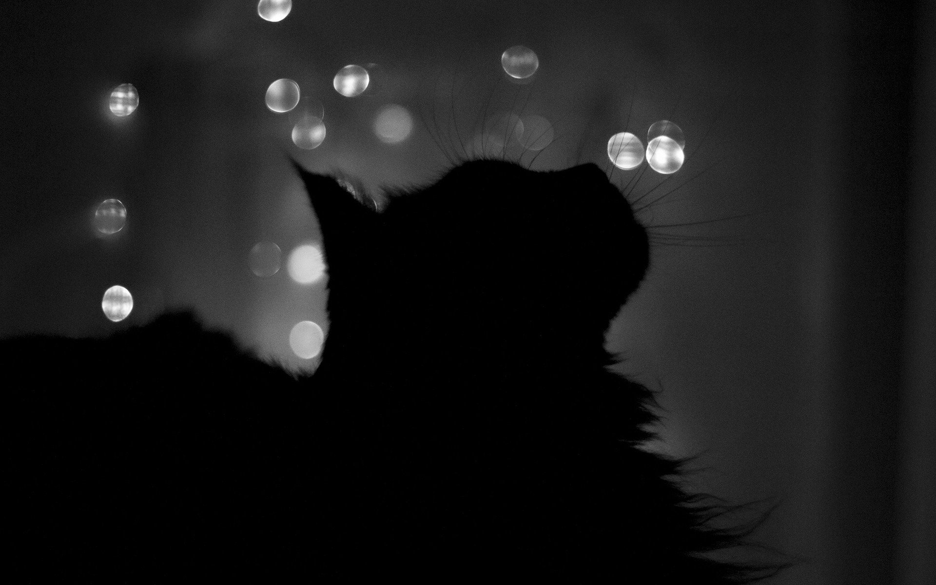 Black cat in shade wallpapers and images   wallpapers pictures