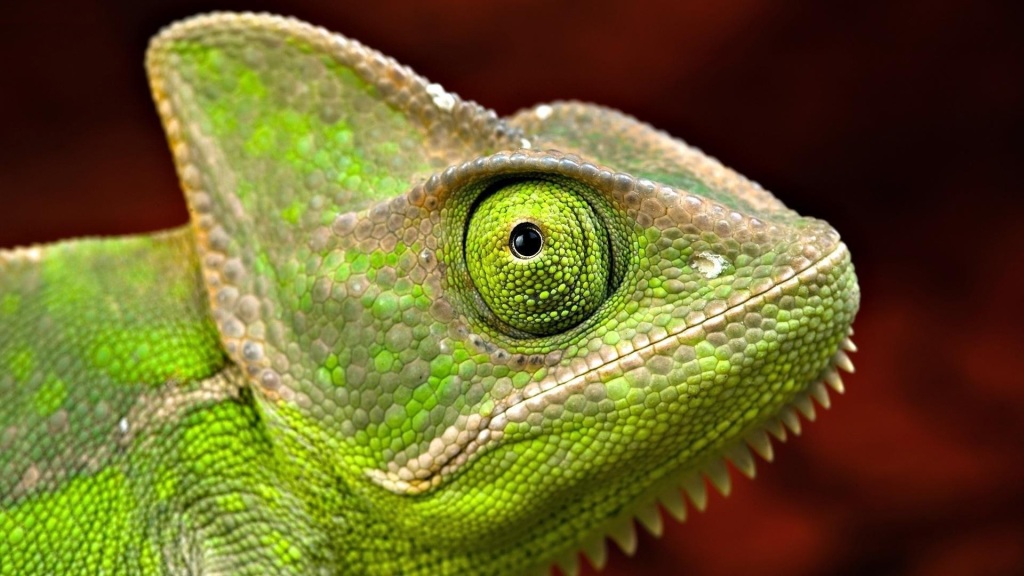 Chameleon HD Wallpaper Desktop Image