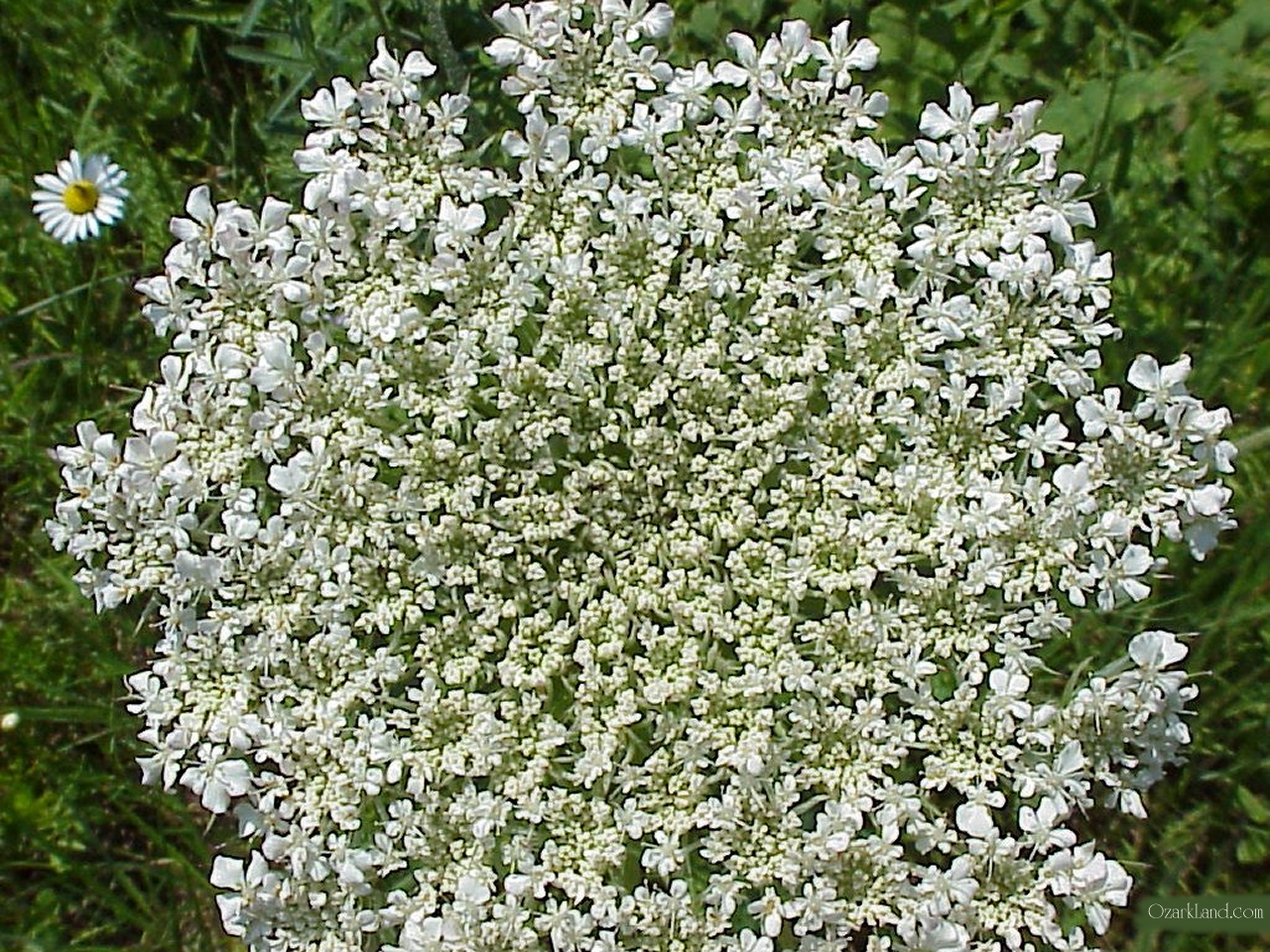 Queen Anne S Lace