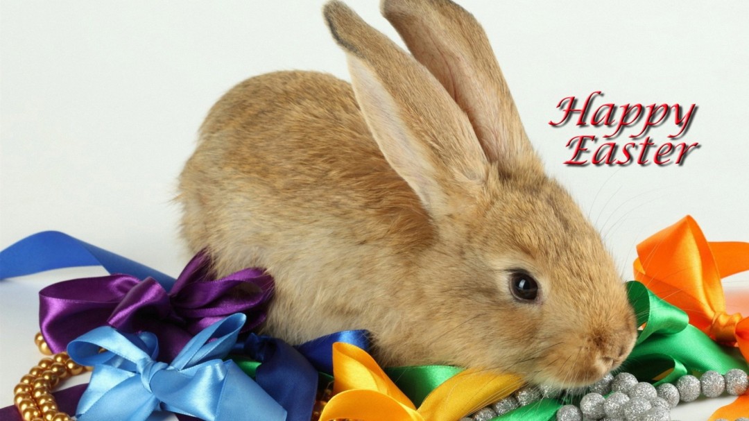 Easter Bunny Desktop Wallpaper Pictures In High Definition Or