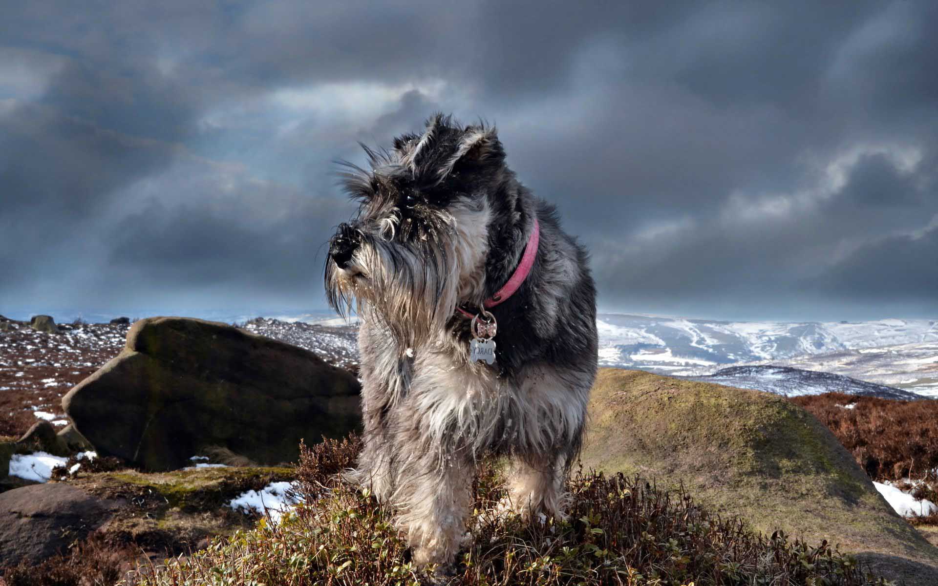 Schnauzer Wallpaper