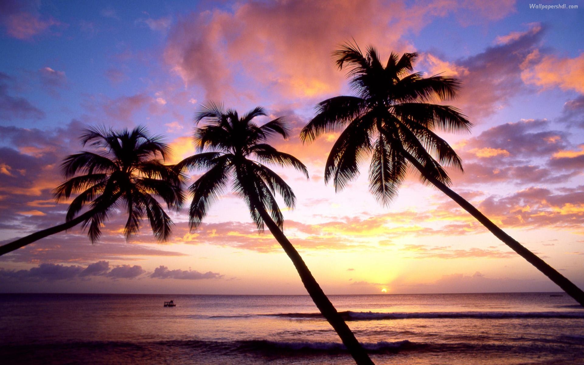 palm trees sunset images palm trees sunset pictures palm trees