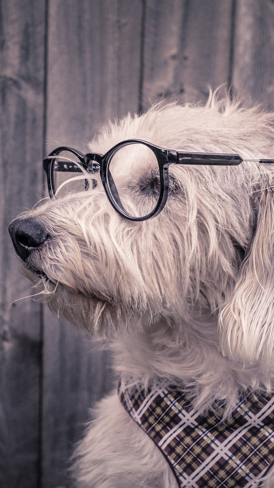 Dog Glasses Scarf Wallpaper Background iPhone