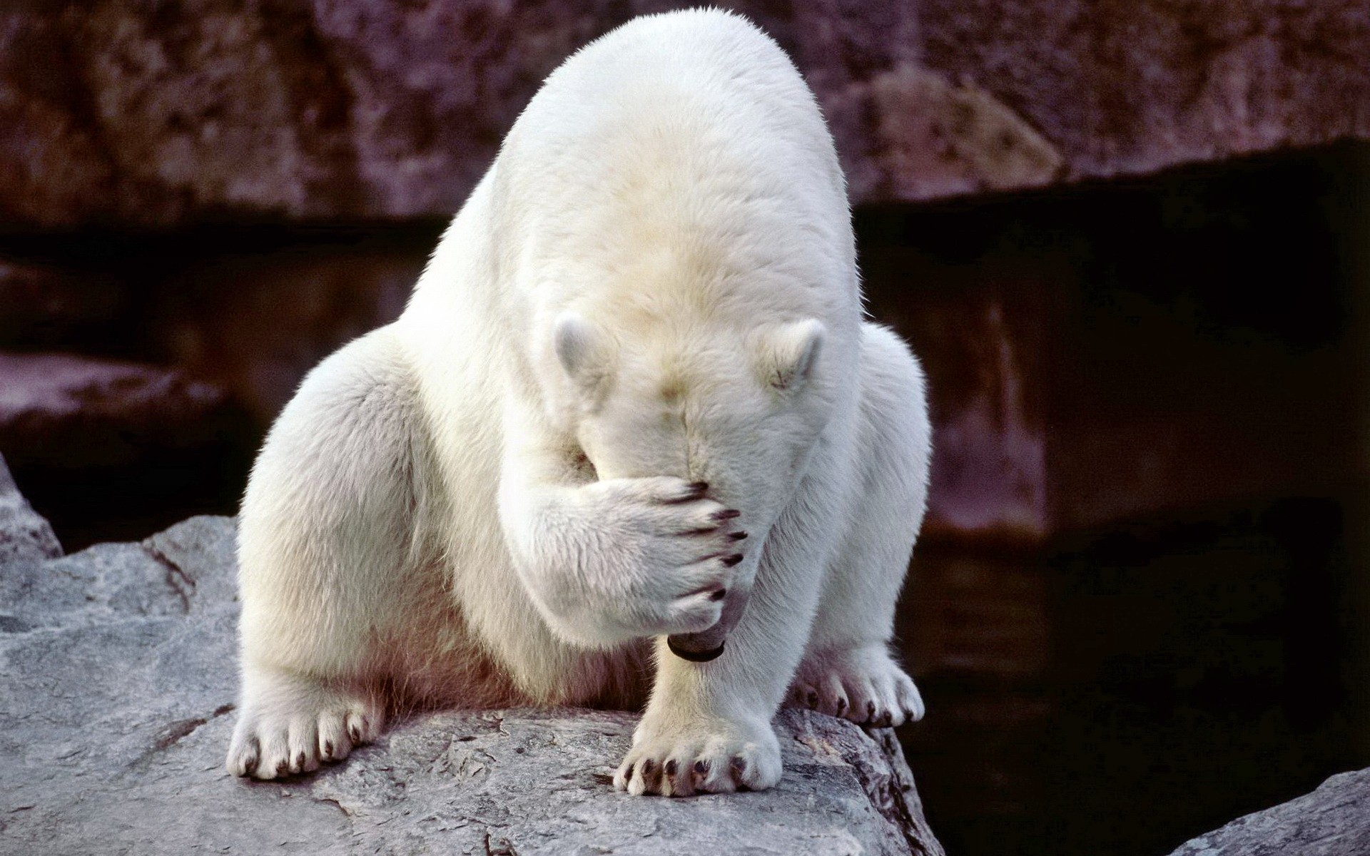 Embarrassed Polar Bear Google Background