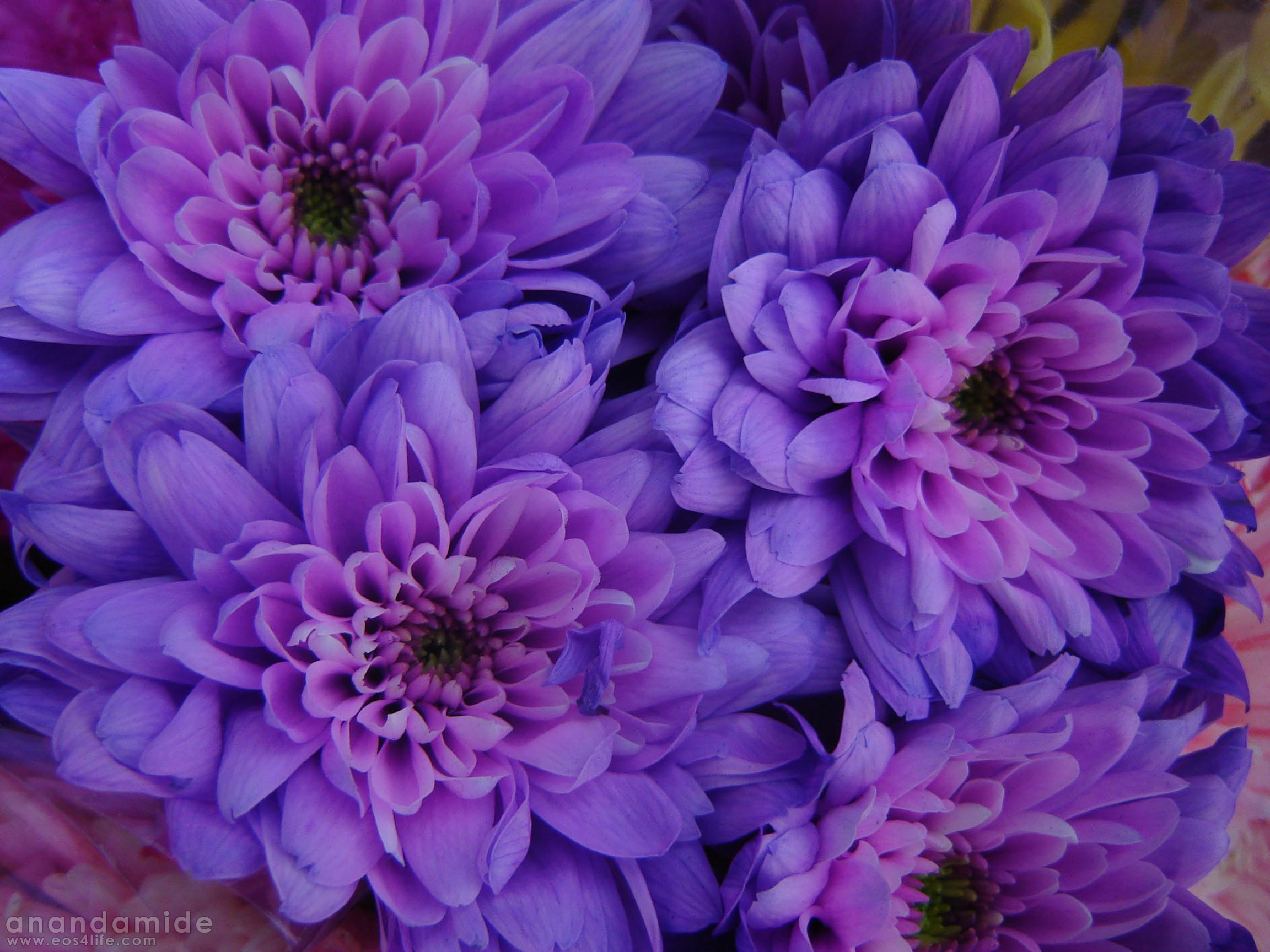 Purple Flower Picture