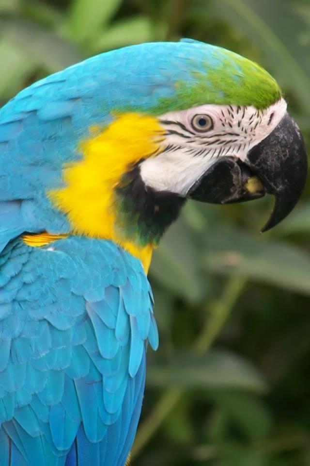 Birds Parrots Macaw Blue And Yellow Macaws Mobile Resolutions