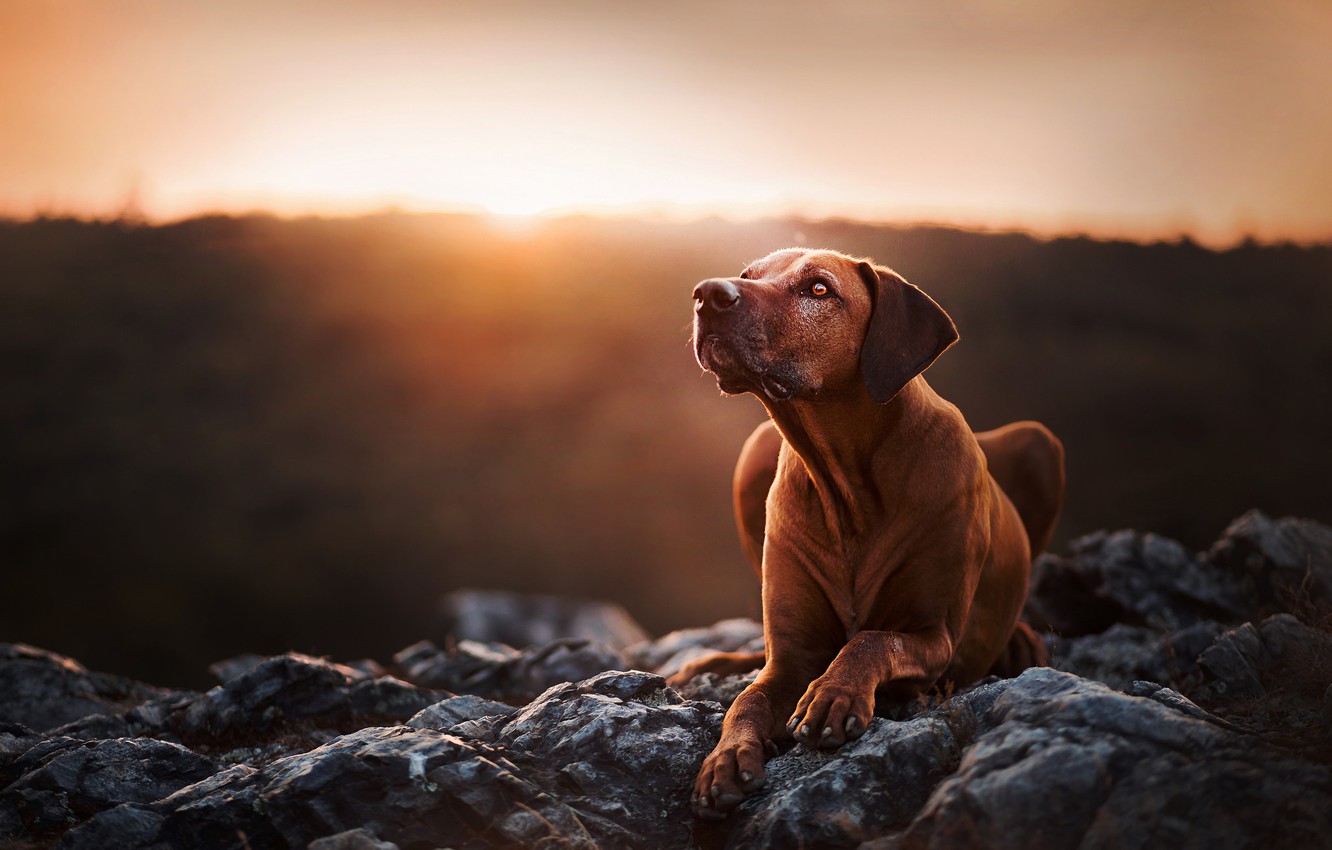 Wallpaper Sunset Stones Portrait Dog Rhodesian Ridgeback