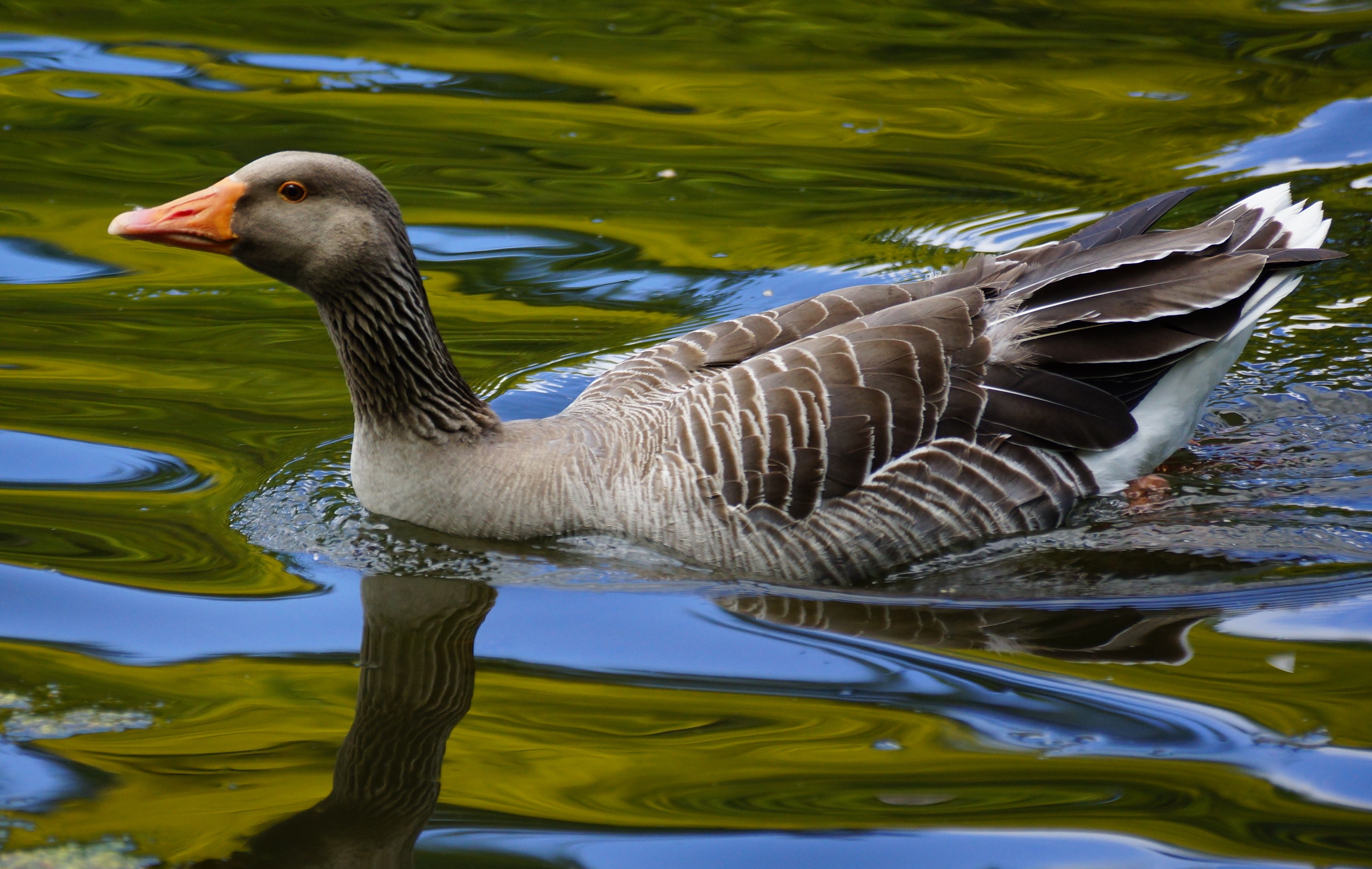Goose 4k Ultra HD Wallpaper And Image
