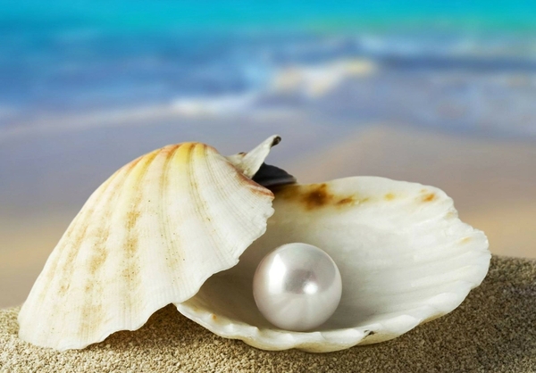 Ocean Shells Pearls Oysters Wallpaper