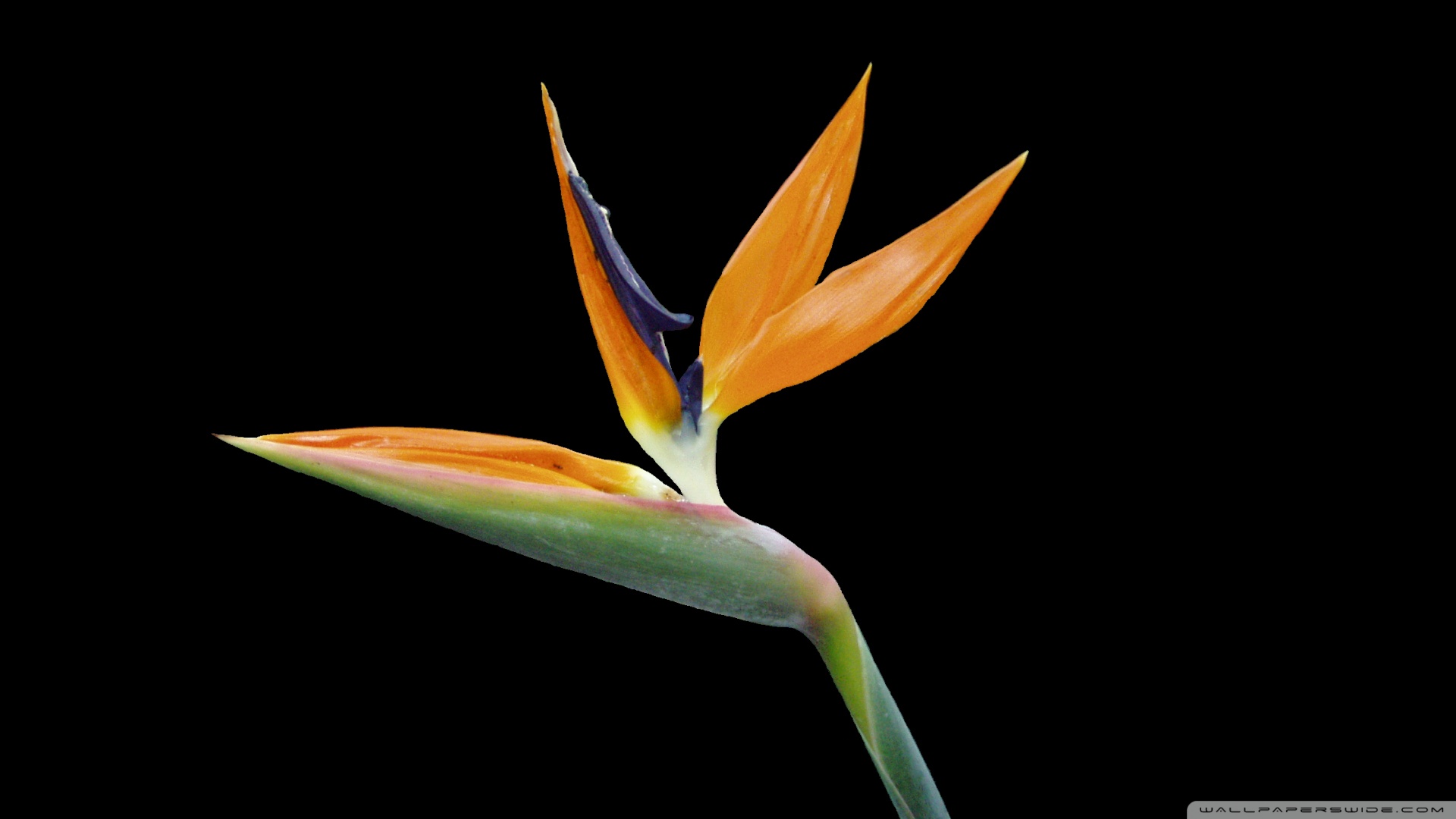 Bird Of Paradise Flower wallpapers HD free   414797