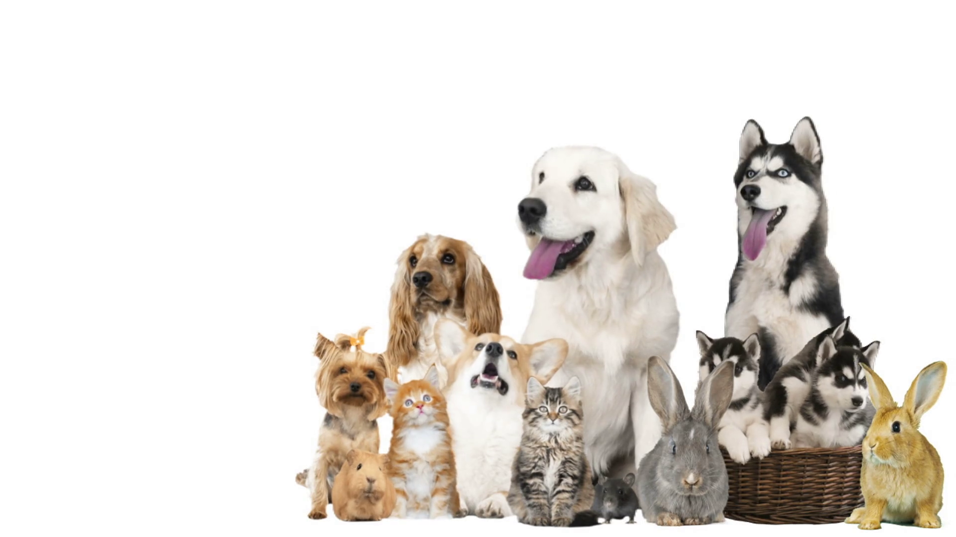 Group Of Pets On White Background Stock Video Footage