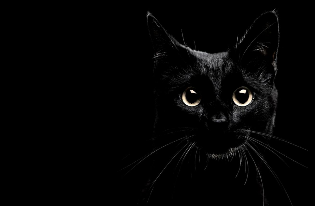 Black Cat HD Wallpaper Link