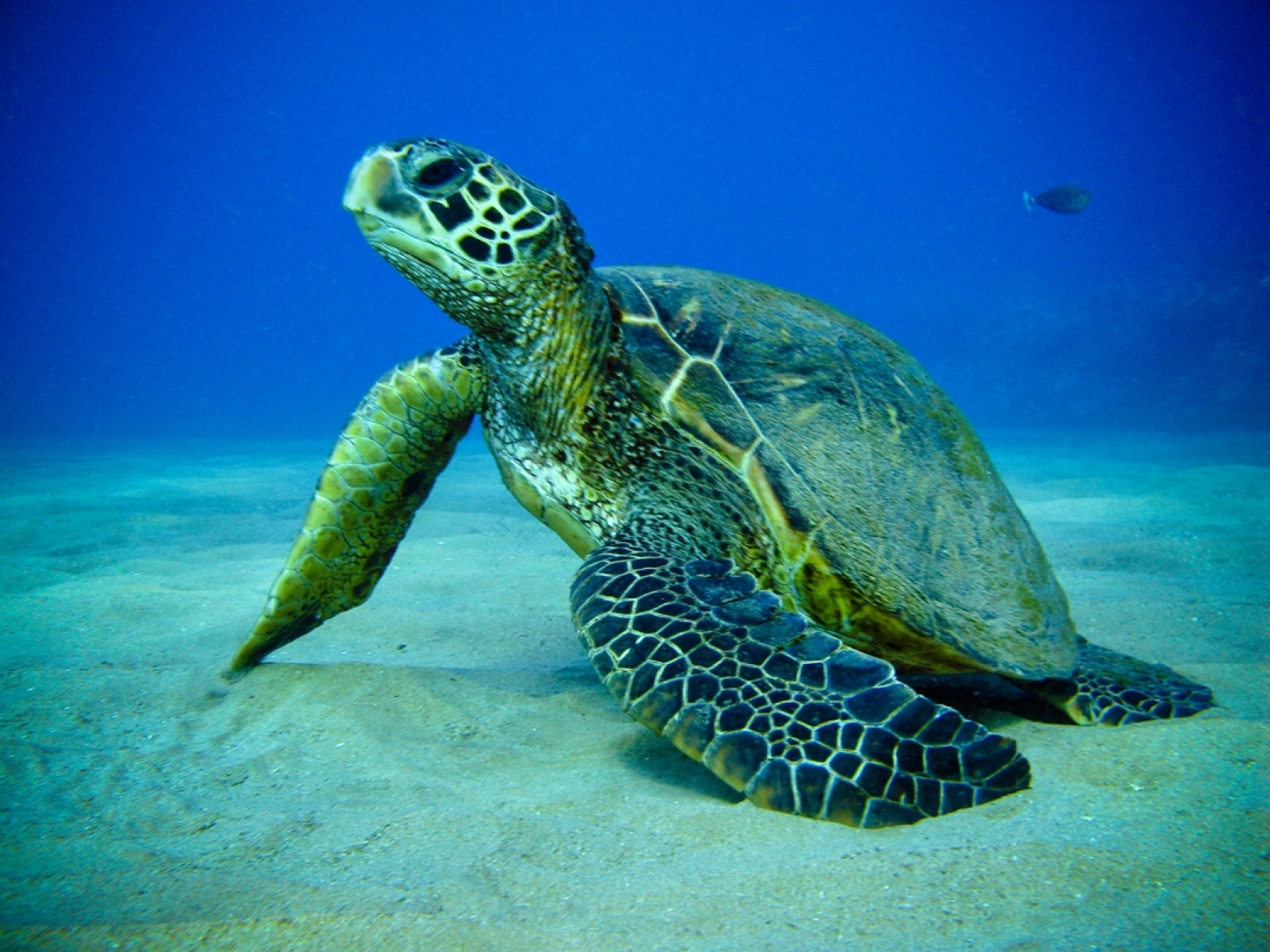 Sea Turtles Underwater Wallpaper