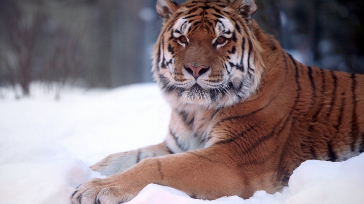 Tiger Predator Snow Down Big Cat Stock Photos Image HD