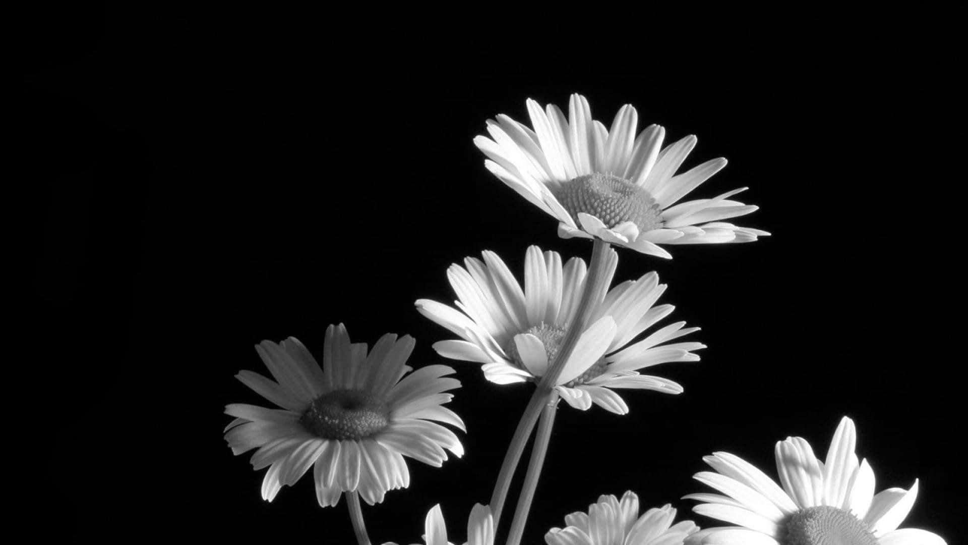 Black And White Flower Background Wallpaper