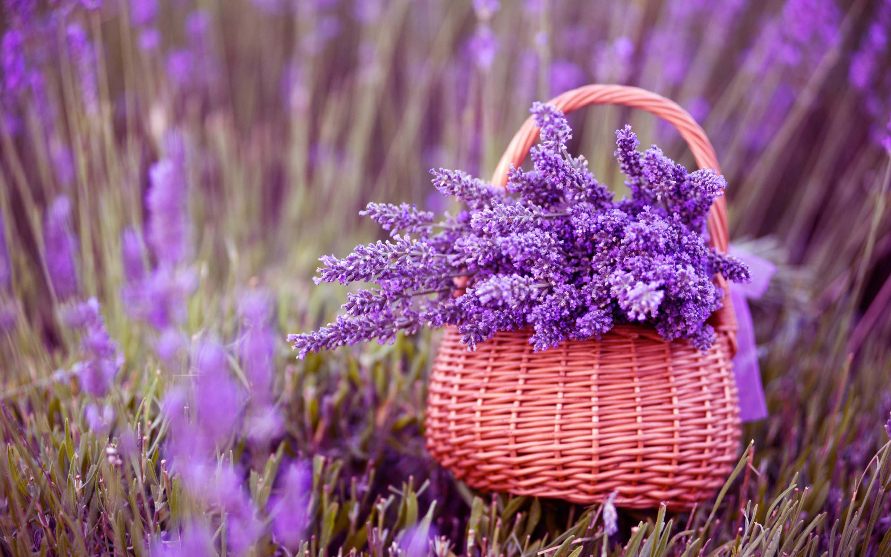 Lavender Flowers Garden Wallpaper image Live HD