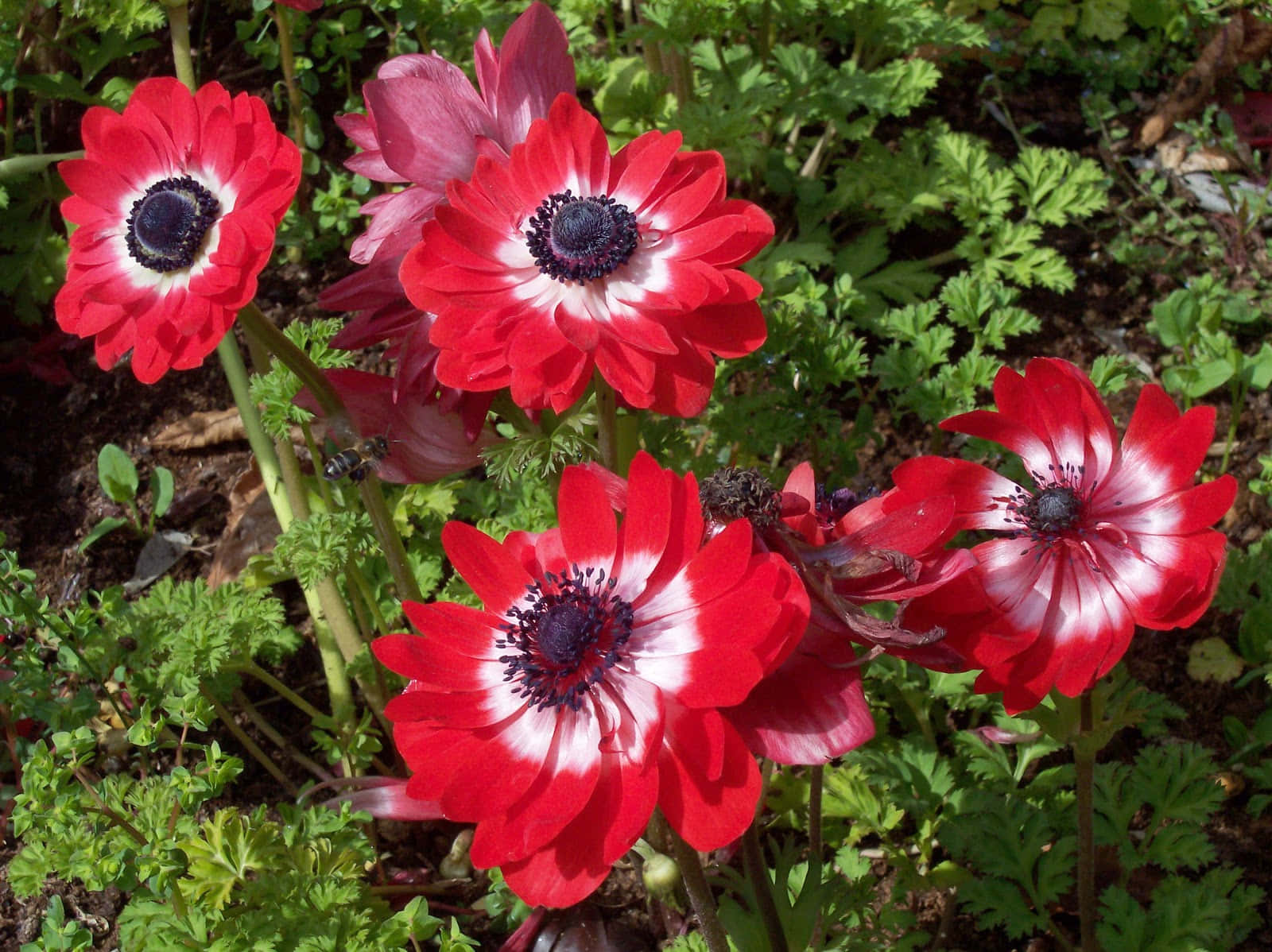 Brightly Colored Anemone Flower Wallpaper