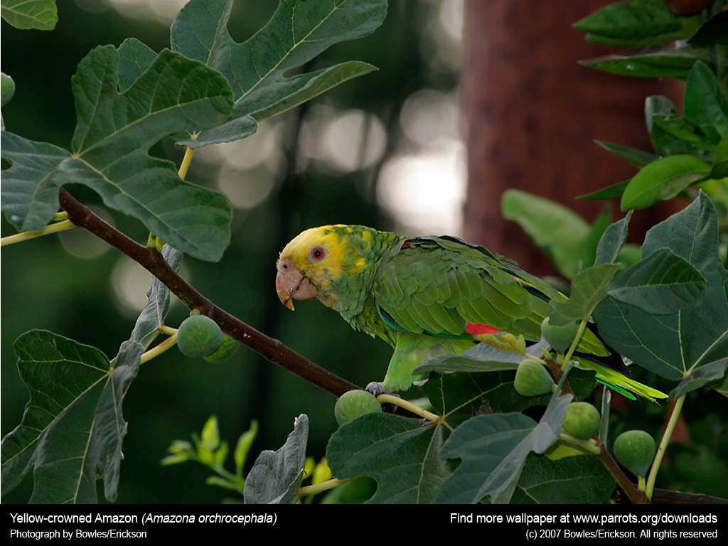 [45+] The Yellow Wallpaper Amazon WallpaperSafari