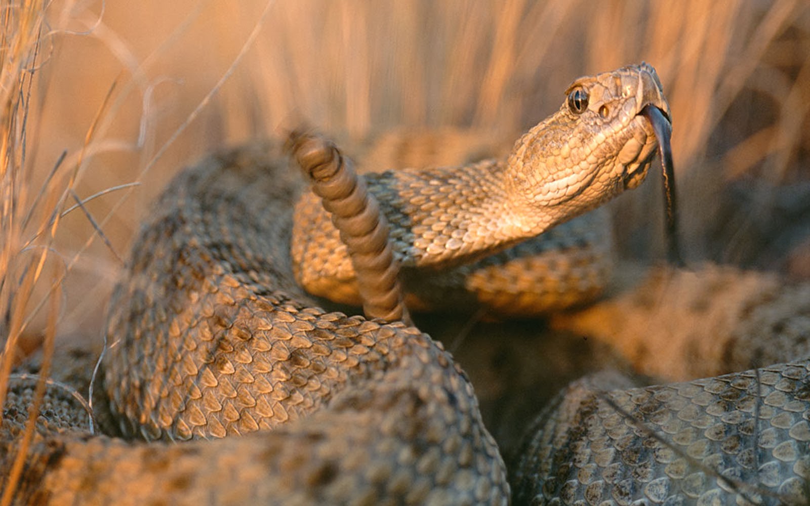 Rattlesnake Wallpaper Amazing Picture Collection