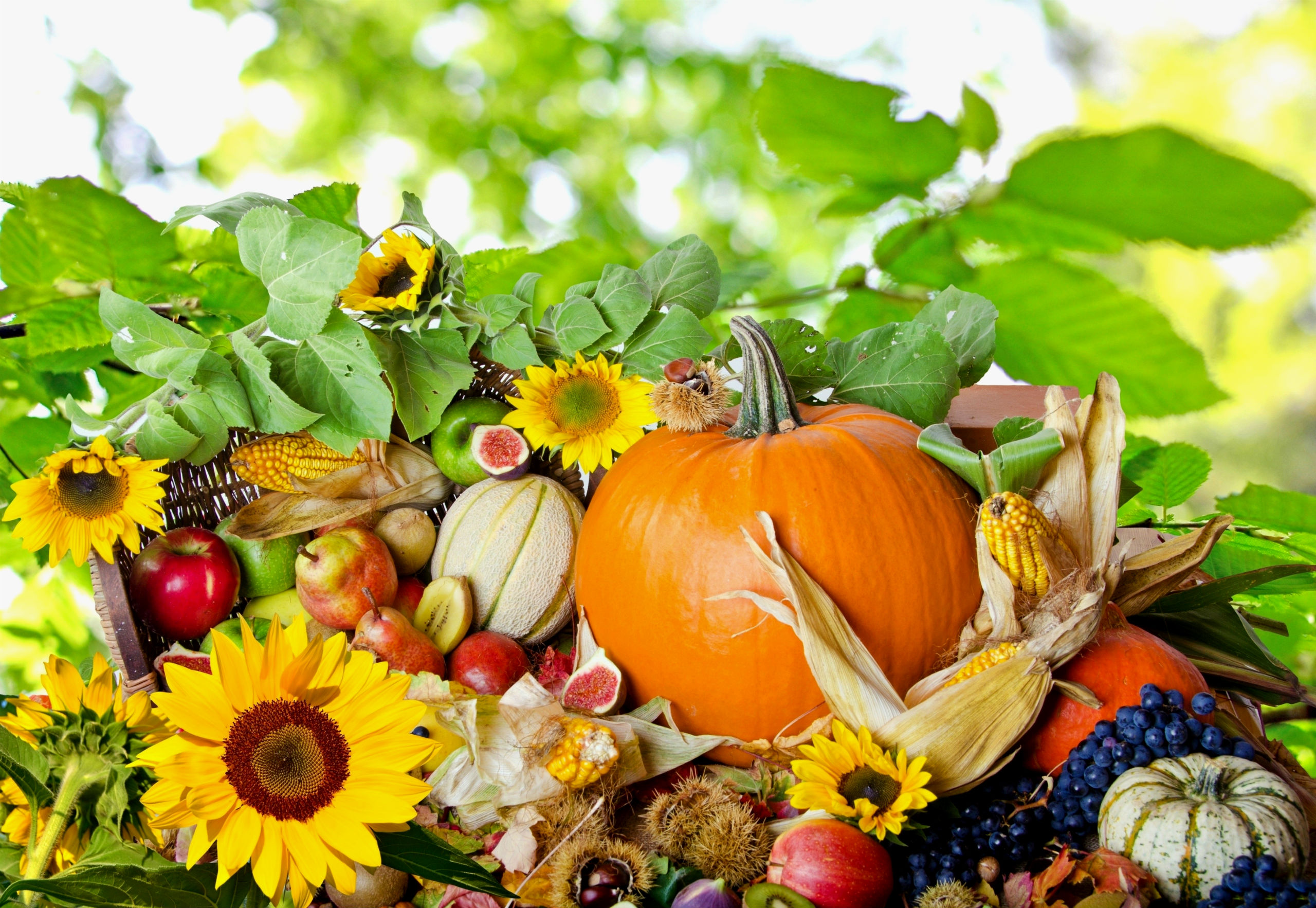 A vibrant autumn harvest display with pumpkins, sunflowers, corn, and various fruits, perfect for Thanksgiving