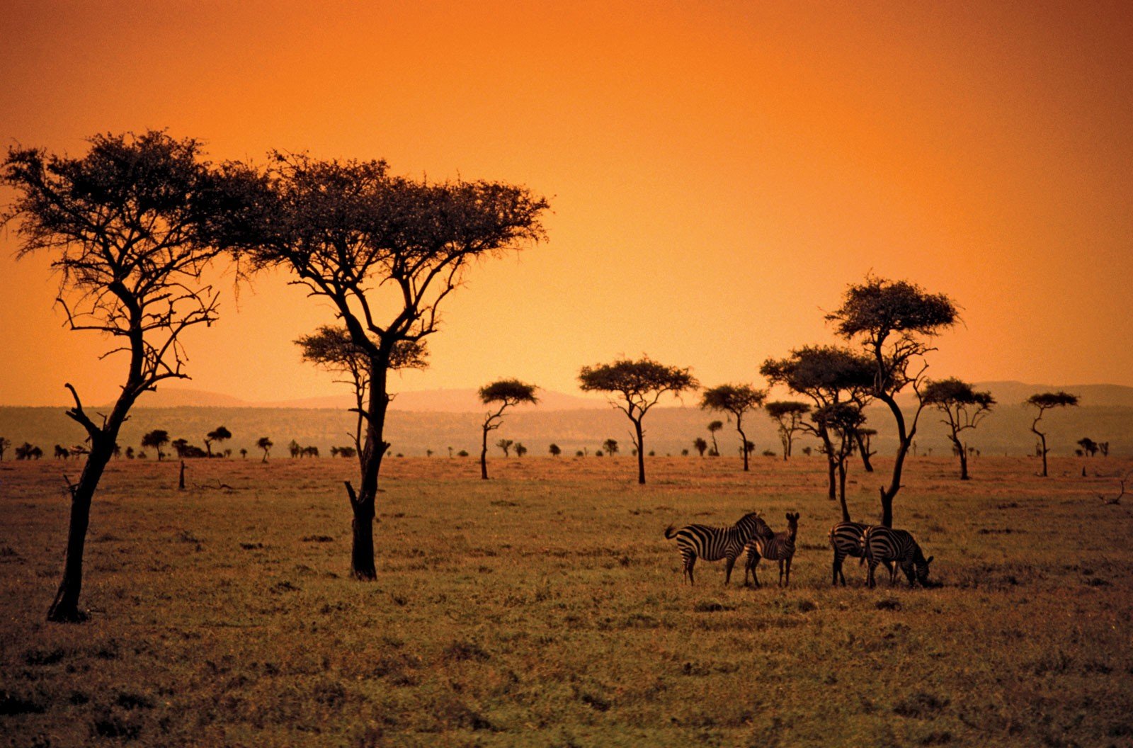 Africa Savana Wallpaper HD Desktop And Mobile Background