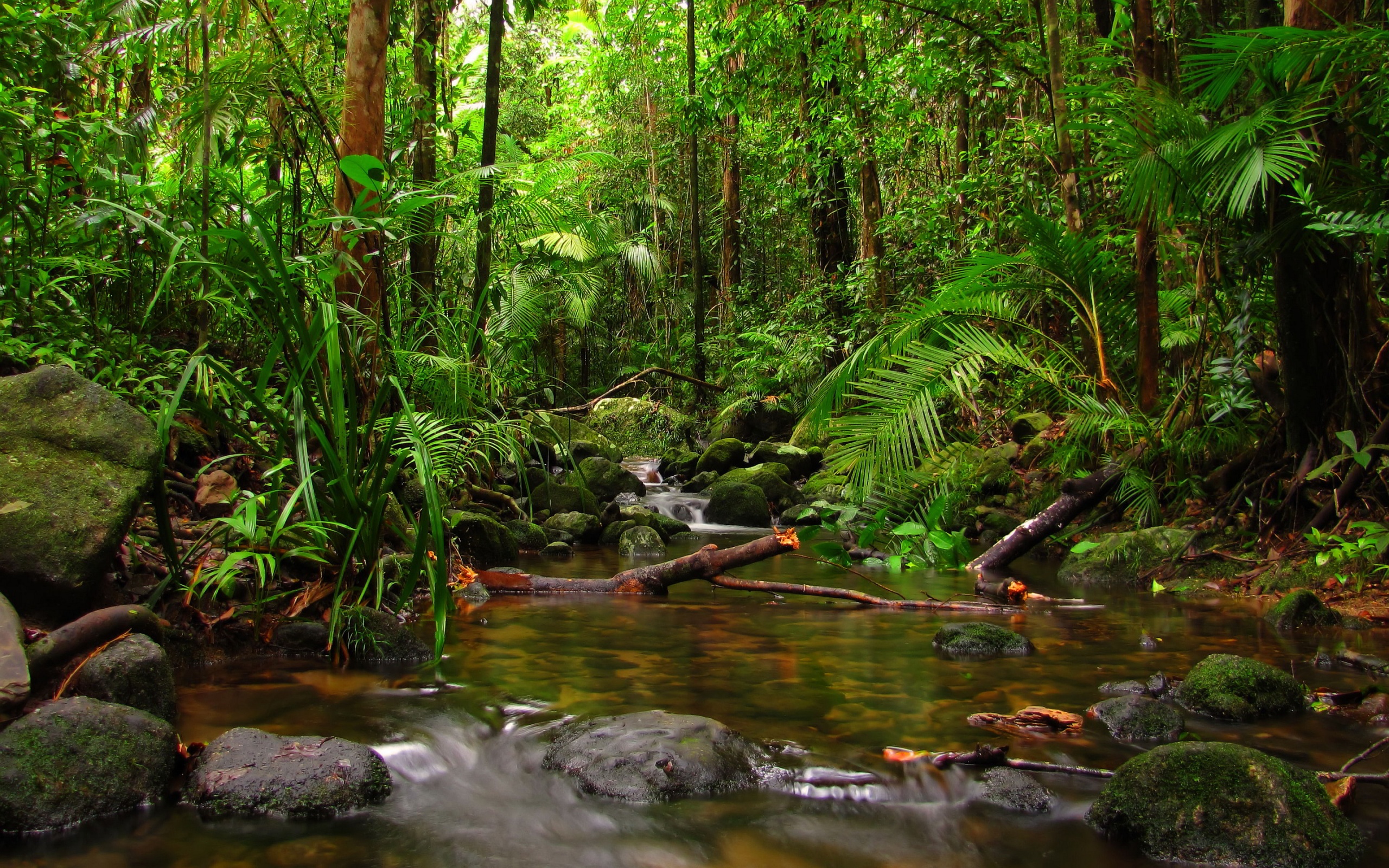 Jungle Wallpaper