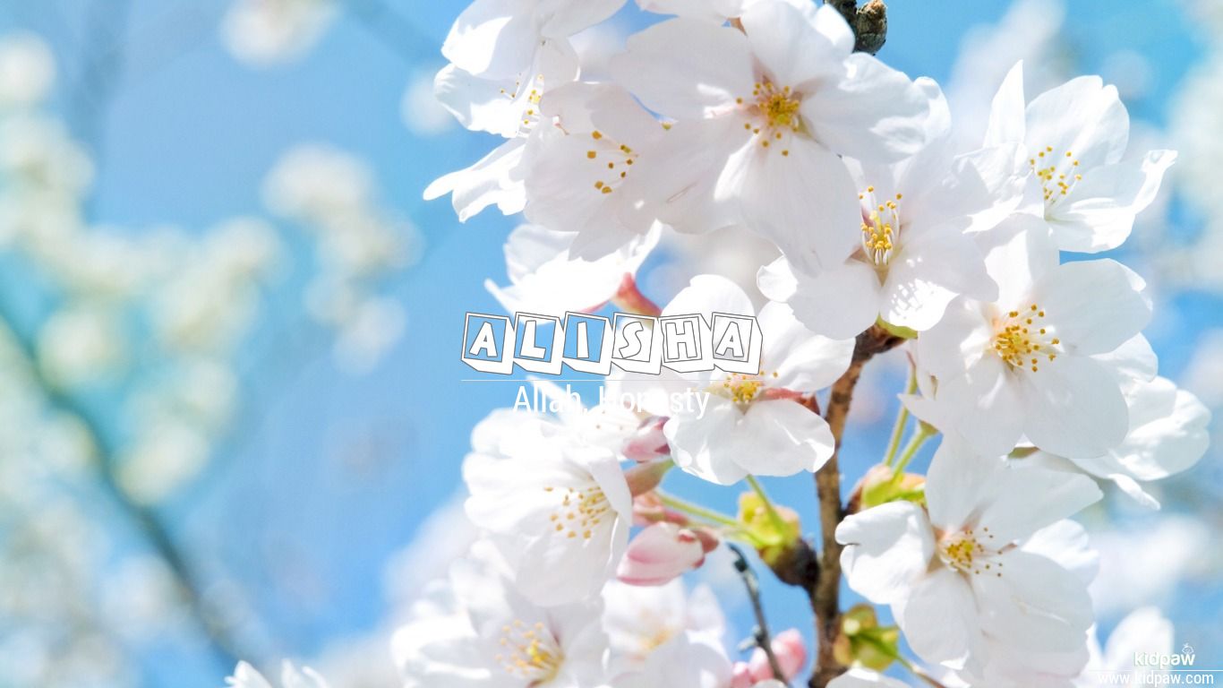 Alisha White Blossoms HD Wallpaper Background
