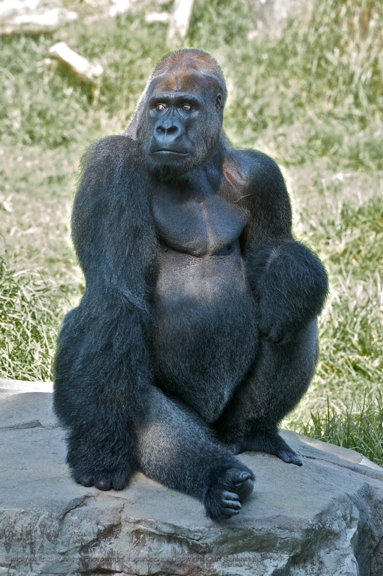 Gorillas With Image Silverback Gorilla