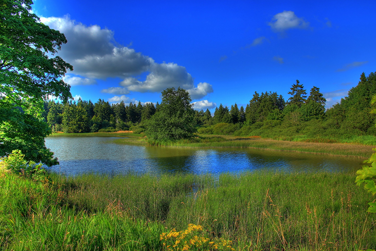 Picture Germany Hessen Nature Lake Landscape Photography Grass